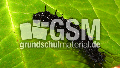 Tagpfauenauge-Raupe (7).jpg